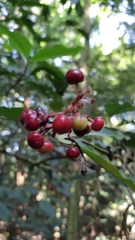 Ardisia compressa