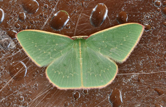 Chlorocoma melocrossa