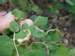 Phyllocoptes triacis