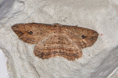 Ectropis aganopa