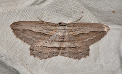 Euphronarcha epiphloea