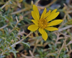 Grindelia anethifolia
