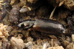 Olisthopus