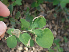 Phyllocoptes triacis