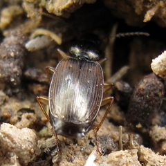 Olisthopus