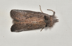Hobartina amblyiodes