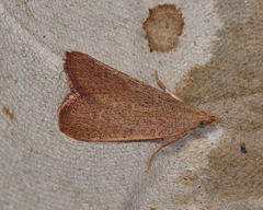 Hypsopygia albidalis