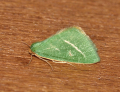 Mixochroa gratiosata