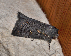 Dasygaster epundoides