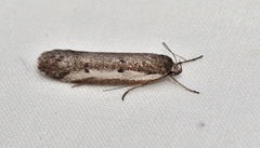 Philobota acropola