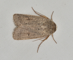 Proteuxoa leptochroa