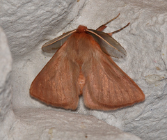 Pterolocera leucocera