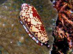 Conus episcopatus