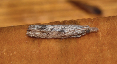 Strepsicrates ejectana