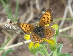 Tharsalea dorcas sangremar