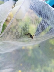 Bibio articulatus
