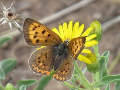 Tharsalea dorcas sangremar