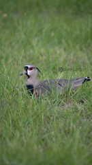 Vanellus chilensis cayennensis