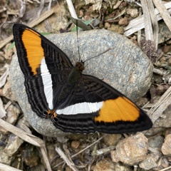 Adelpha cytherea cytherea