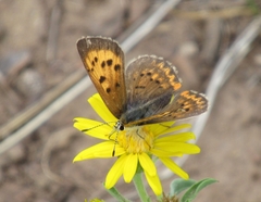 Tharsalea dorcas sangremar