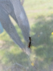 Bibio articulatus