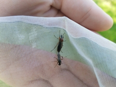 Bibio articulatus