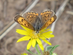 Tharsalea dorcas sangremar