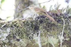 Anabacerthia lichtensteini