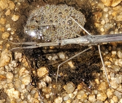 Ranatra quadridentata