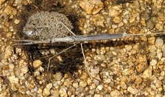 Ranatra quadridentata