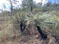 Cycas calcicola