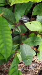 Eumachia kappleri
