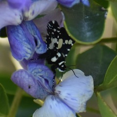 Pseudothyris sepulchralis