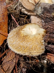 Lentinus