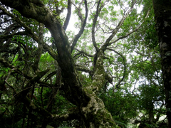 Myoporum semotum