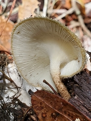 Lentinus