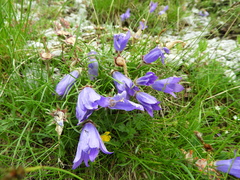 Edraianthus