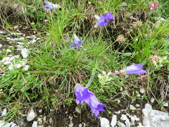 Edraianthus