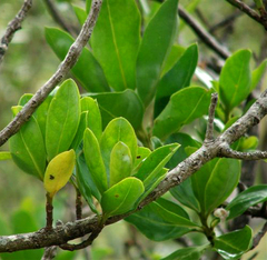 Myoporum semotum