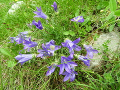 Edraianthus