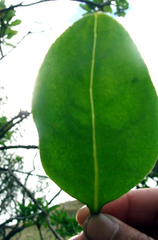 Myoporum semotum