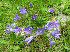 Edraianthus