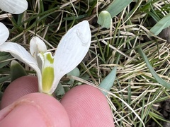 Galanthus gracilis
