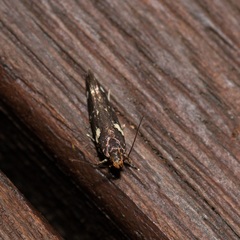 Macrobathra alternatella