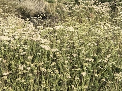 Eriogonum fasciculatum foliolosum