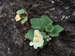 Asarina procumbens