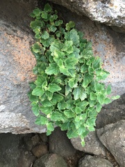 Asarina procumbens