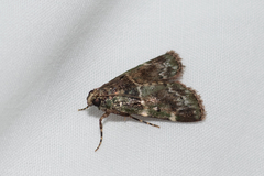 Orthaga atribasalis