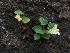 Asarina procumbens