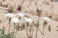 Calycoseris wrightii